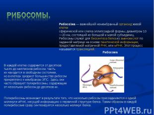 Рибосомы. Рибосома — важнейший немембранный органоид живой клетки сферической ил