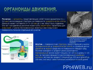 Органоиды движения. Реснички — органеллы, представляющие собой тонкие (диаметром