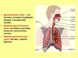 Дыхательные пути – это органы, которые подводят воздух к альвеолам легких.Верхни