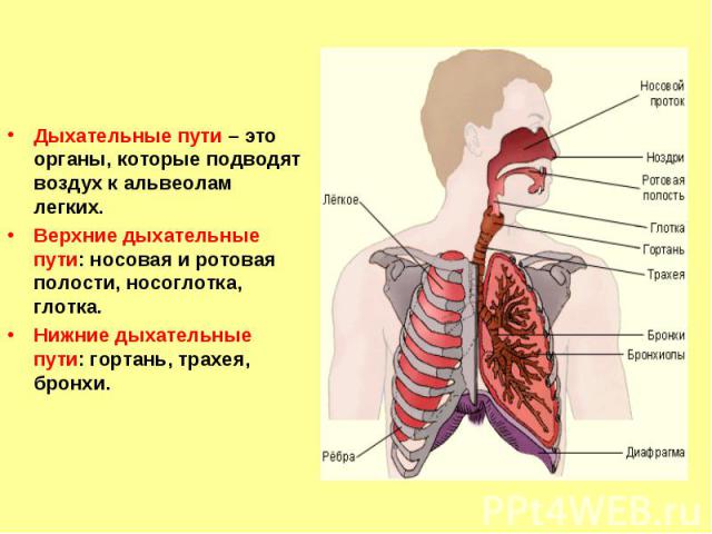 Дыхательные пути – это органы, которые подводят воздух к альвеолам легких.Верхние дыхательные пути: носовая и ротовая полости, носоглотка, глотка.Нижние дыхательные пути: гортань, трахея, бронхи.