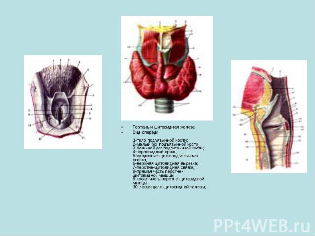 Гортань и щитовидная железаВид спереди.1-тело подъязычной кости; 2-малый рог подъязычной кости; 3-большой рог подъязычной кости; 4-зерновидный хрящ; 5-срединная щито-подьязычная связка; 6-верхняя щитовидная вырезка; 7-перстне-щитовидная связка; 8-пр…