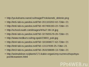 http://ya-kuhams.narod.ru/Image/Proto/ameb_delenie.pnghttp://im5-tub-ru.yandex.n