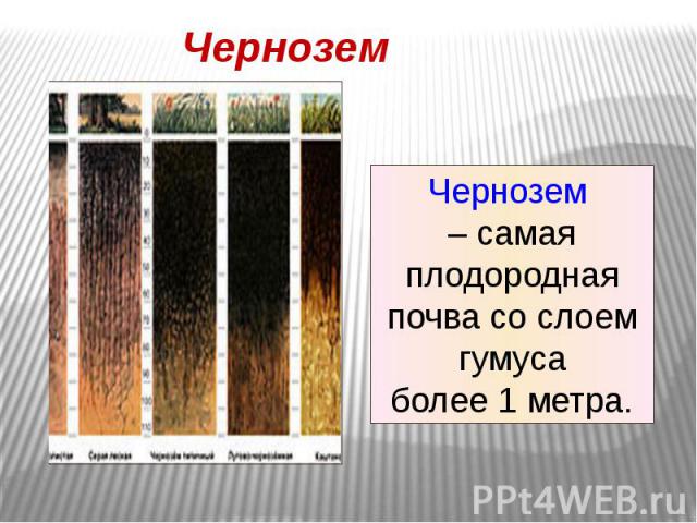 Чернозем Чернозем – самая плодородная почва со слоем гумусаболее 1 метра.