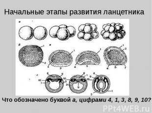 Начальные этапы развития ланцетника Что обозначено буквой а, цифрами 4, 1, 3, 8,