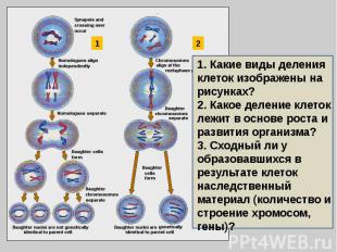 1. Какие виды деления клеток изображены на рисунках?2. Какое деление клеток лежи