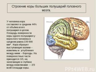 Строение коры больших полушарий головного мозга. У человека кора составляет в ср