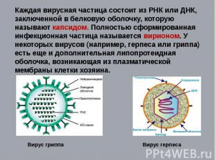 Каждая вирусная частица состоит из РНК или ДНК, заключенной в белковую оболочку,