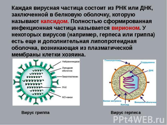 Каждая вирусная частица состоит из РНК или ДНК, заключенной в белковую оболочку, которую называют капсидом. Полностью сформированная инфекционная частица называется вирионом. У некоторых вирусов (например, герпеса или гриппа) есть еще и дополнительн…