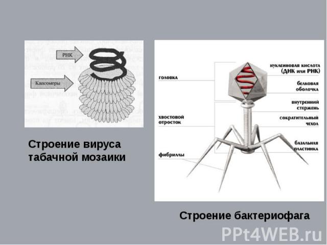 Строение вируса табачной мозаики Строение бактериофага