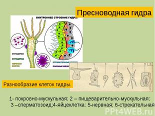 Пресноводная гидра Разнообразие клеток гидры. 1- покровно-мускульная; 2 – пищева