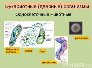 Эукариотные (ядерные) организмы Одноклеточные животные
