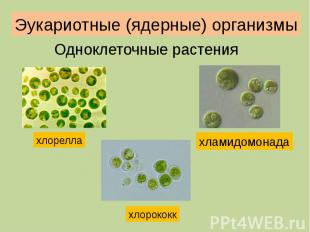 Эукариотные (ядерные) организмы Одноклеточные растения