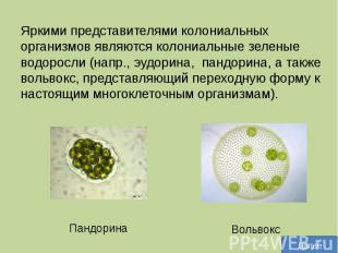 Яркими представителями колониальных организмов являются колониальные зеленые вод