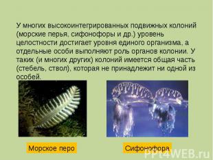 У многих высокоинтегрированных подвижных колоний (морские перья, сифонофоры и др