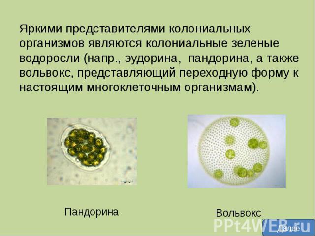 Яркими представителями колониальных организмов являются колониальные зеленые водоросли (напр., эудорина, пандорина, а также вольвокс, представляющий переходную форму к настоящим многоклеточным организмам).