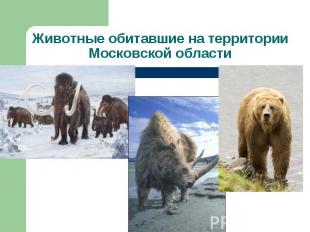 Животные обитавшие на территории Московской области