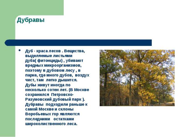 Дуб - краса лесов . Вещества, выделяемые листьями дуба( фитонциды) , убивают вредных микроорганизмов, поэтому в дубовом лесу , в парке, где много дубов, воздух чист, там легко дышится. Дубы живут иногда по несколько сотен лет. (В Москве сохранился П…