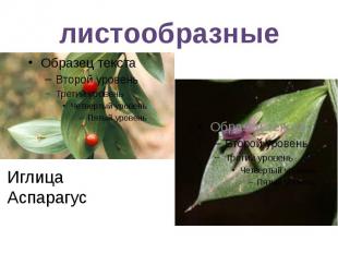 листообразные ИглицаАспарагус