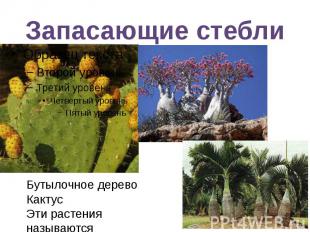 Запасающие стебли Бутылочное деревоКактусЭти растения называются суккуленты