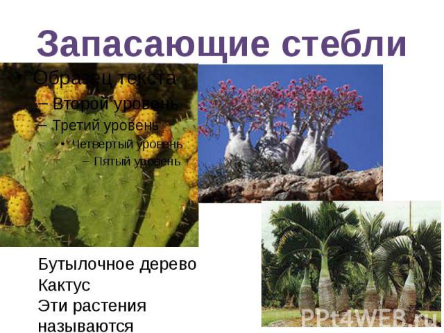 Запасающие стебли Бутылочное деревоКактусЭти растения называются суккуленты