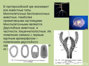В протерозойской эре возникают все известные типы Многоклеточных беспозвоночных