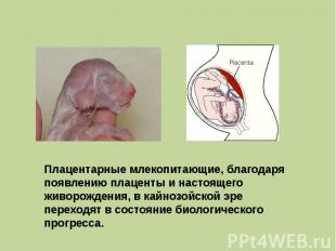 Плацентарные млекопитающие, благодаря появлению плаценты и настоящего живорожден