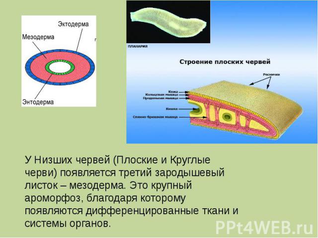 У Низших червей (Плоские и Круглые черви) появляется третий зародышевый листок – мезодерма. Это крупный ароморфоз, благодаря которому появляются дифференцированные ткани и системы органов.