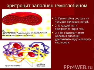 эритроцит заполнен гемоглобином 1. Гемоглобин состоит из четырех белковых нитей.
