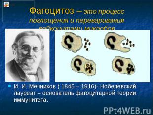 Фагоцитоз – это процесс поглощения и переваривания лейкоцитами микробов И. И. Ме