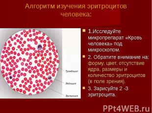 Алгоритм изучения эритроцитов человека:1.Исследуйте микропрепарат «Кровь человек