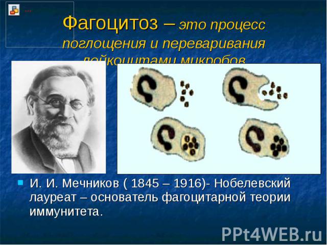 Фагоцитоз – это процесс поглощения и переваривания лейкоцитами микробов И. И. Мечников ( 1845 – 1916)- Нобелевский лауреат – основатель фагоцитарной теории иммунитета.