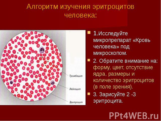 Алгоритм изучения эритроцитов человека:1.Исследуйте микропрепарат «Кровь человека» под микроскопом.2. Обратите внимание на: форму, цвет, отсутствие ядра, размеры и количество эритроцитов (в поле зрения).3. Зарисуйте 2 -3 эритроцита.