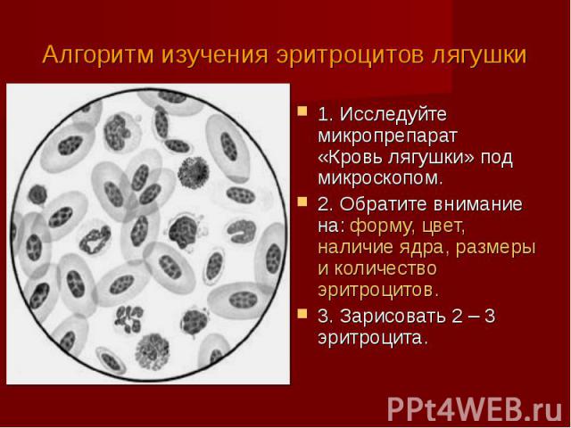 Алгоритм изучения эритроцитов лягушки1. Исследуйте микропрепарат «Кровь лягушки» под микроскопом.2. Обратите внимание на: форму, цвет, наличие ядра, размеры и количество эритроцитов.3. Зарисовать 2 – 3 эритроцита.