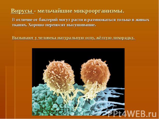 Вирусы - мельчайшие микроорганизмы. В отличие от бактерий могут расти и размножаться только в живых тканях. Хорошо переносят высушивание.Вызывают у человека натуральную оспу, жёлтую лихорадку.