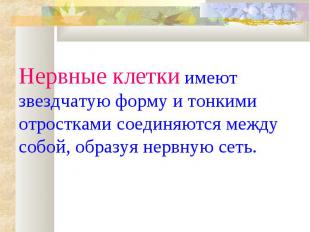 Нервные клетки имеют звездчатую форму и тонкими отростками соединяются между соб