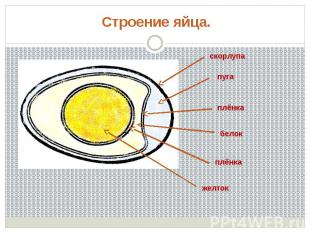 Строение яйца.
