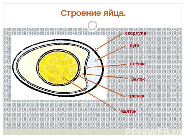 Строение яйца.