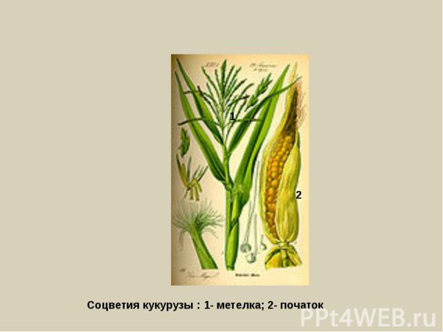 Соцветия кукурузы : 1- метелка; 2- початок