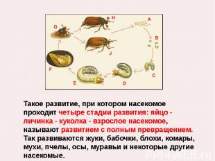 Такое развитие, при котором насекомое проходит четыре стадии развития: яйцо - ли