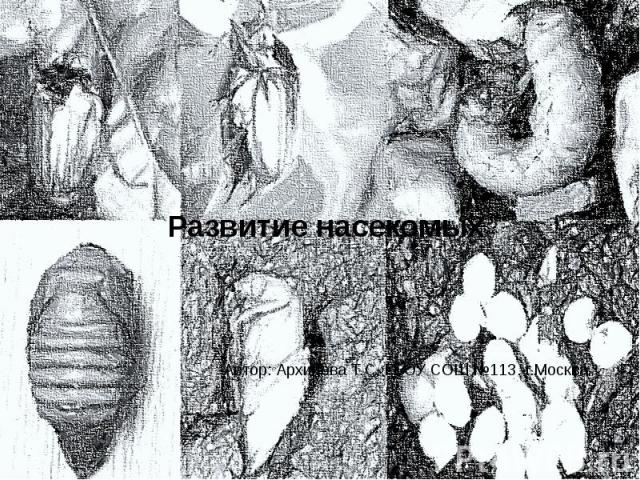 Развитие насекомых Автор: Архипова Т.С. ГБОУ СОШ №113. г.Москва
