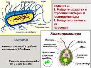 Задание 1.1. Найдите сходства в строении бактерии и хламидомонады2. Найдите отли
