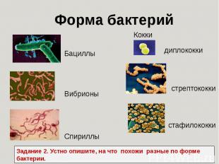 Форма бактерий Задание 2. Устно опишите, на что похожи разные по форме бактерии.