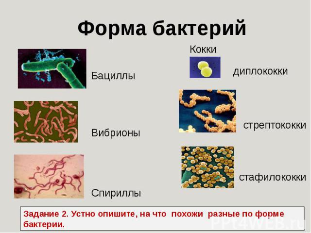 Форма бактерий Задание 2. Устно опишите, на что похожи разные по форме бактерии.