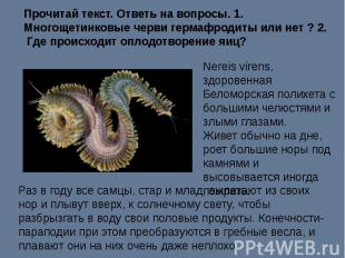 Прочитай текст. Ответь на вопросы. 1. Многощетинковые черви гермафродиты или нет