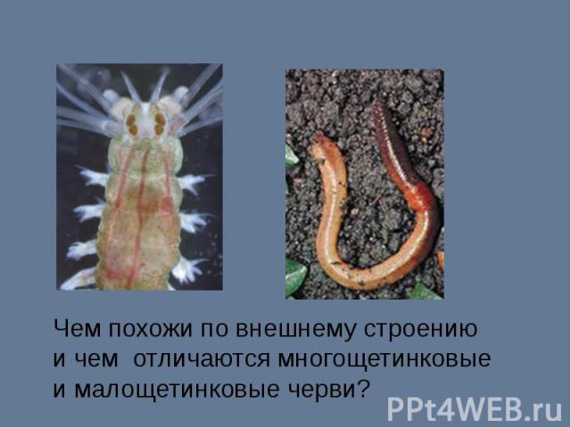 Чем похожи по внешнему строению и чем отличаются многощетинковые и малощетинковые черви?