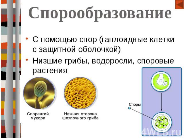 Спорообразование С помощью спор (гаплоидные клетки с защитной оболочкой)Низшие грибы, водоросли, споровые растения