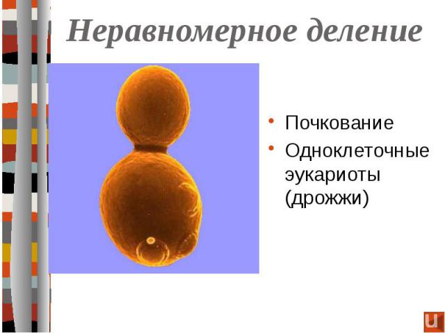 Неравномерное делениеПочкование Одноклеточные эукариоты (дрожжи)