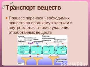 Транспорт веществ Процесс переноса необходимых веществ по организму к клеткам и
