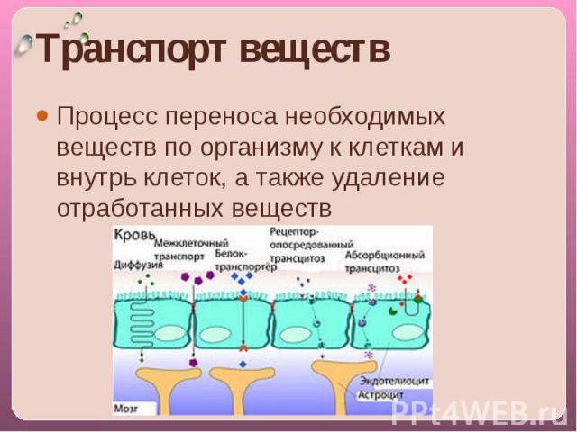 Транспорт веществ Процесс переноса необходимых веществ по организму к клеткам и внутрь клеток, а также удаление отработанных веществ