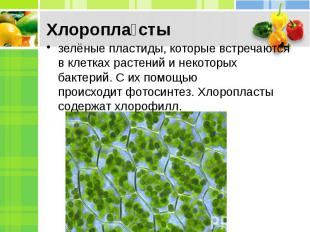 зелёные пластиды, которые встречаются в клетках растений и некоторых бактерий. С
